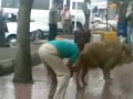 Washing A Lion In Iran