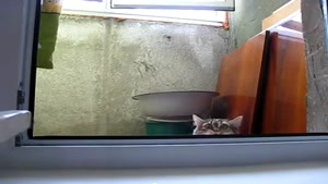 Sneaky Peeping Cat Is Watching You