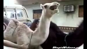 Camel Getting Tickled