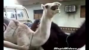 Camel Getting Tickled