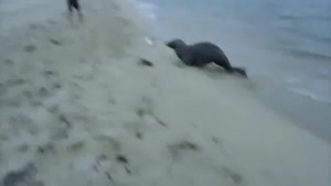 Seal Steals Fish From Fisherman