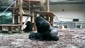 Gorilla Exhibitionists...