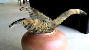 Cat Dissapears In A Jar