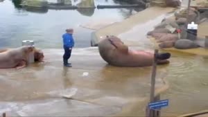 Walrus Situps