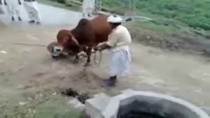 Cow Kicks Guy In The Head