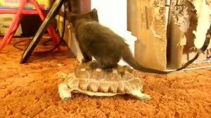 Kitten Riding Turtle