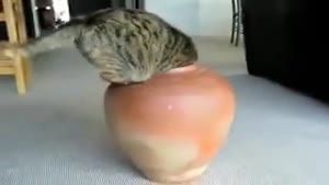 Cat hides in a big vase