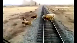 Herd of Cows vs Train