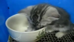 Kitten Sleeps In A Teacup