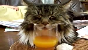Cat Falls Asleep in his Orange Juice