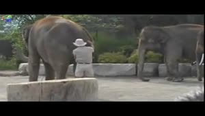 Climbing an Elephant Fail