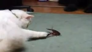 Lobster vs. Cat