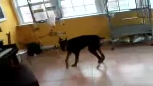 Dobermann Vs Cockatoo