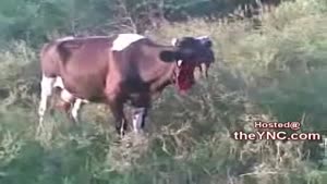 Cow with no face