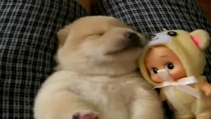 Adorable Puppy Barks In His Sleep