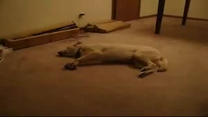 Sleeprunning Dog Sleepruns Into Wall