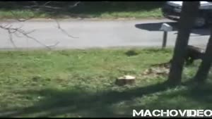 chimp smashes cop car