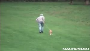 asshole abuses his dog