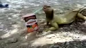 Lizard Needs Some Vitamins