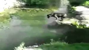 Fishing Dog