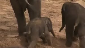 Baby Elephant Pwnd