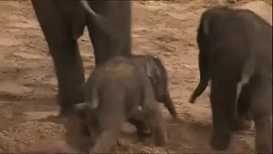 Baby Elephant Pwnd