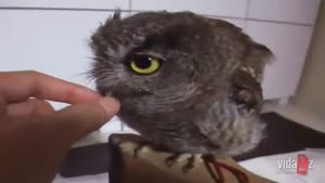 Cutest Owl Ever