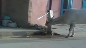 Cow Operates Handpump To Drink Water