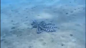 Mimic Octopus