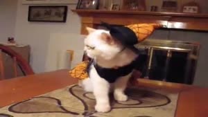 Cat Dressed Up As A Witch