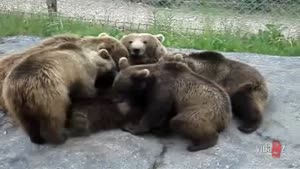 Bear Gangbang