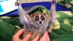 Little Ring-tailed Lemur Enjoys Petting