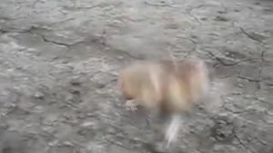 Karate Hamster