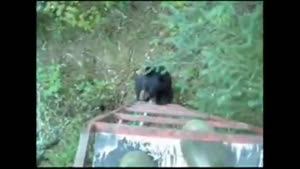 Visit From A Bear