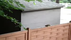 Squirrel Fail