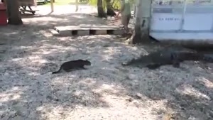 Cat Vs. Alligator