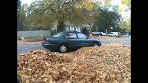 Leaf pile surprise