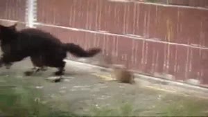 Courageous Rat Fights Off Four Cats