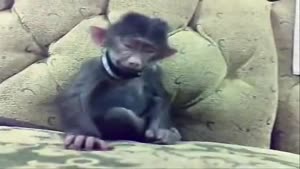 Monkey dies of laughter