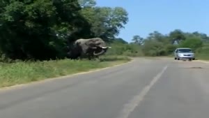 Elephant Attacks Car