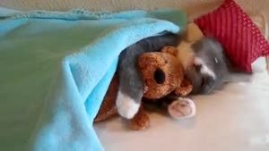 Cat And His Teddy Bear