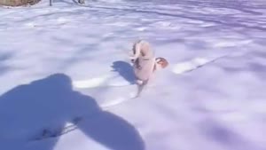Dog Really Hates Snow