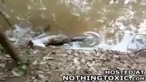 alligator owns an electric eel but gets owned in process
