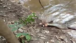 Alligator Vs. Electric Eel