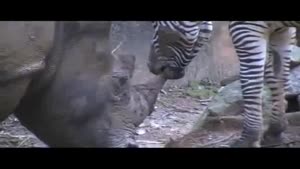 Zebra Wants To Play