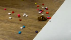 Ladybug Plays With Sprinkles