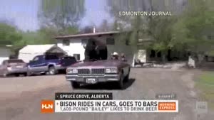 Bison Rides Car