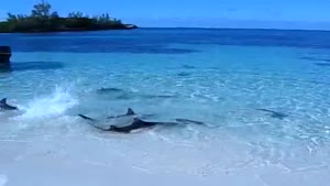 Shark-Feeding Frenzy In Shallow Waters!