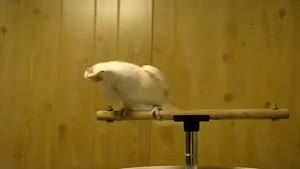 Dubstep Parrot