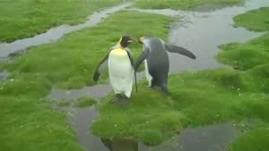 A Penguin Dilemma